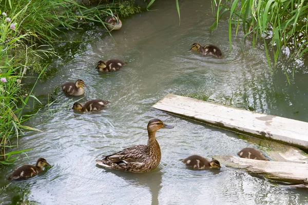 Ente schwimmt am Tag mit Ente in verschmutztem Fluss — Stockfoto