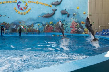 Alushta - 25 Temmuz 2019: Alushtin Dolphinarium 'da Yunus performansı.