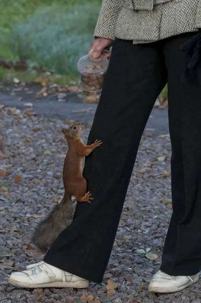 Squirrel crawls on woman 's leg to jar with nuts — Stock Photo, Image