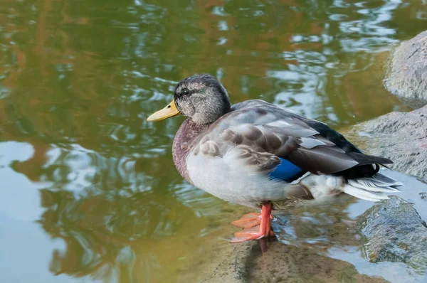 Die junge Ente sitzt am Ufer eines Teiches — Stockfoto