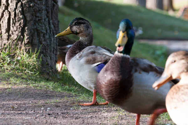 Junge Enten sitzen am Ufer des Weihers — Stockfoto