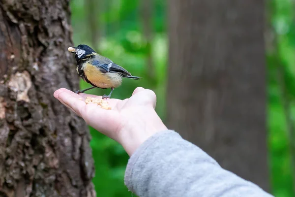 Titmouse Senta Mão Homem Com Uma Noz Pinheiro Seu Bico — Fotografia de Stock