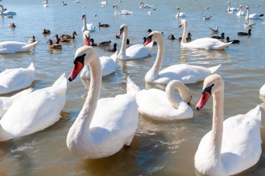 Açık bir yaz gününde gölde yüzen kuğular, ördekler ve martılar