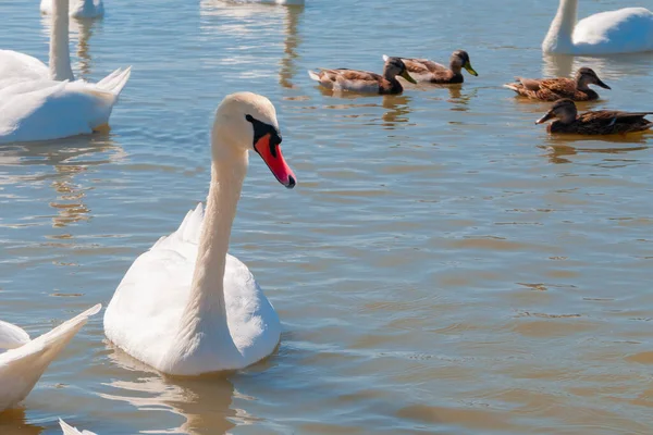 Cigni Anatre Gabbiani Che Galleggiano Lungo Lago Una Limpida Giornata — Foto Stock