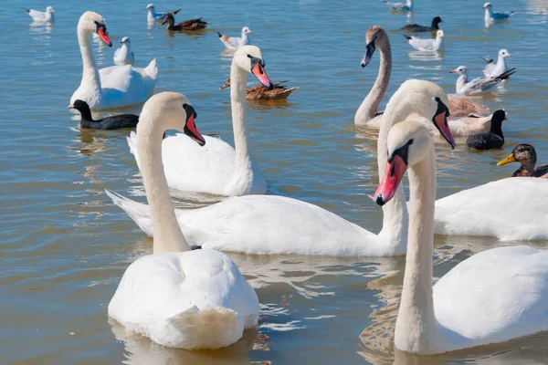 Cigni Anatre Gabbiani Che Galleggiano Lungo Lago Una Limpida Giornata — Foto Stock