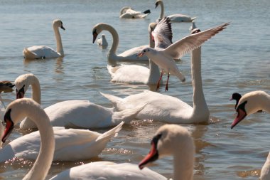 Açık bir yaz gününde gölde yüzen kuğular, ördekler ve martılar