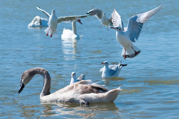 Cigni Anatre Gabbiani Che Galleggiano Lungo Lago Una Limpida Giornata — Foto Stock