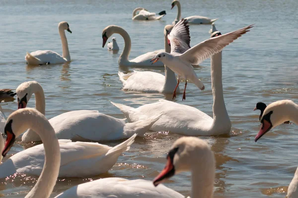 Cigni Anatre Gabbiani Che Galleggiano Lungo Lago Una Limpida Giornata — Foto Stock