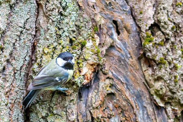 Beautiful Tit Sits Tree Trunk Summer Day —  Fotos de Stock