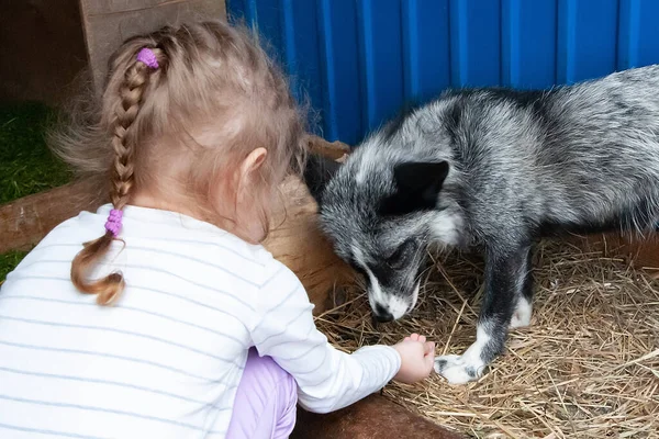 Liten Flicka Leker Med Fluffiga Vackra Kantareller Klar Sommardag — Stockfoto