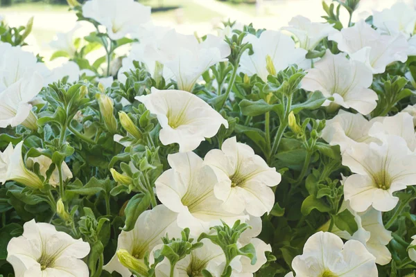 Vit Petunia Blommor Solen — Stockfoto