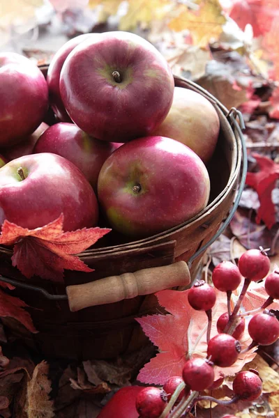 Κόκκινα Μήλα Στο Καλάθι Πτώση Φύλλα Και Μούρα — Φωτογραφία Αρχείου