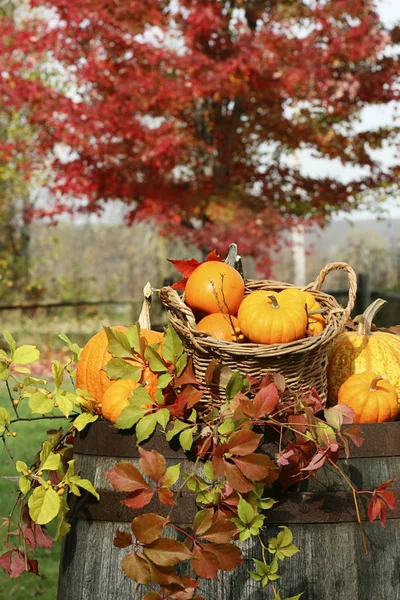 Autumn Pumpkins Gourds Barrel Stock Photo
