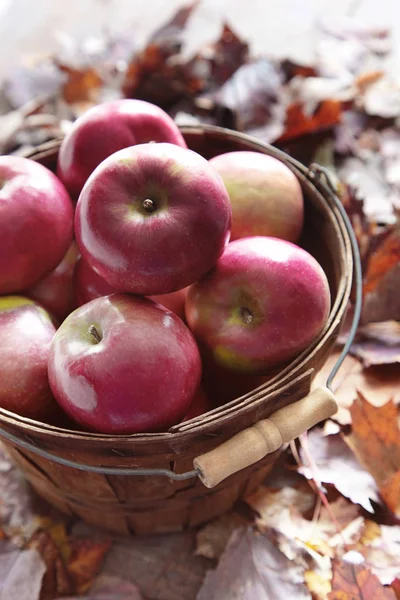 Czerwone Jabłka Drewniany Kosz Jesienią Liście Zdjęcie Stockowe