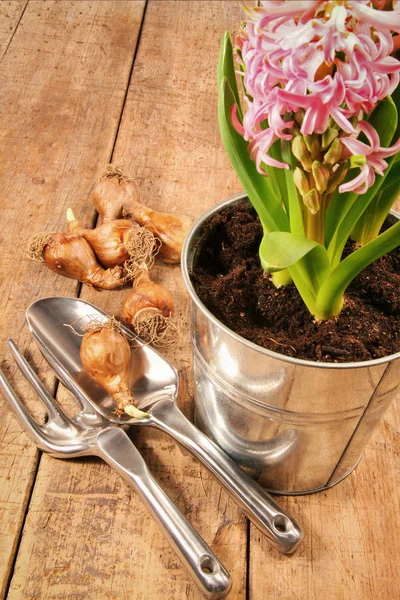 Fiori e bulbi di giacinto sul tavolo di legno — Foto Stock