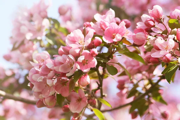 Ροζ λουλούδια ανθίζουν apple ενάντια σε ένα καταγάλανο ουρανό — Φωτογραφία Αρχείου