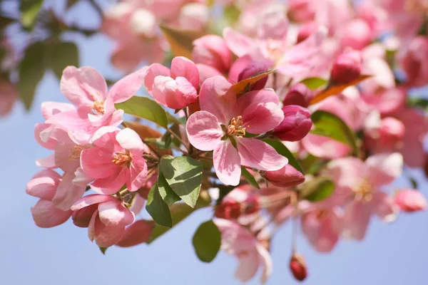 Flores de flor de maçã de close-up contra um céu azul — Fotografia de Stock