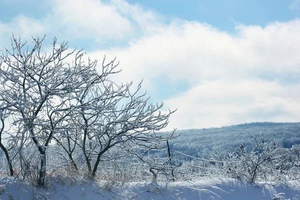LED a námraza zahrnuty stromy na zimní den — Stock fotografie