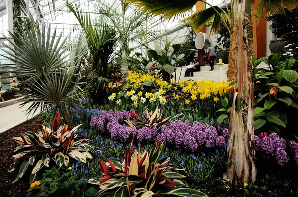 Beautiful flowers in a new greenhouse — Stock Photo, Image