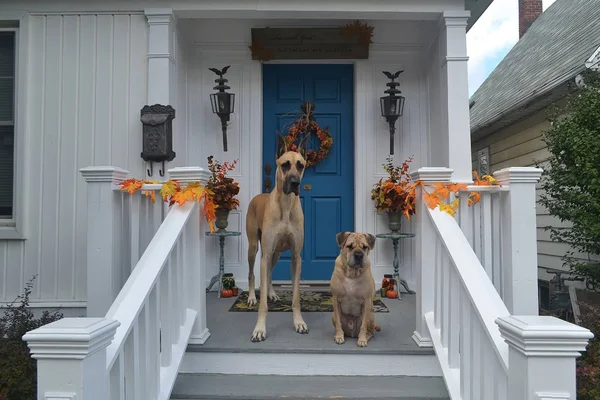 Orada yürümek için ön verandada bekleyen iki köpek — Stok fotoğraf