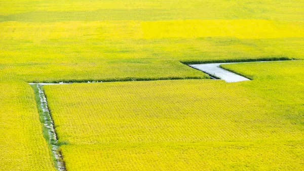 Güzel Renk Paddy Alanında Pirinç Yerleştir — Stok fotoğraf