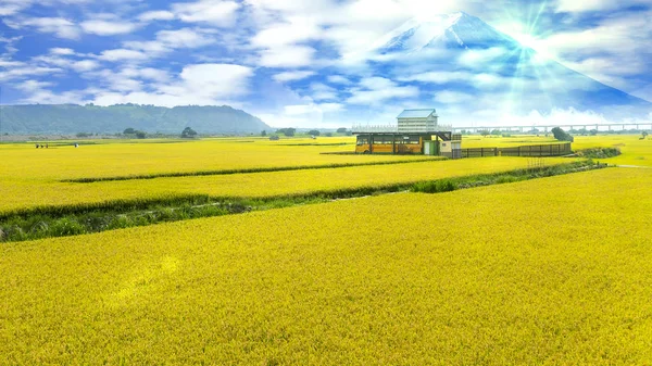 Nice Color Paddy Field Rice Place — Stock Photo, Image