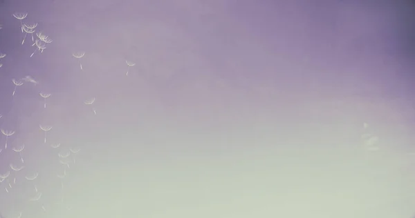 Тривимірне Відображення Абстрактного Прозорого Простору Красивою Кульбабою Небі — стокове фото