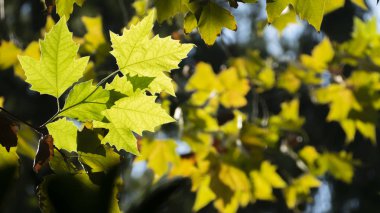 Shanghai, Çin - 2 Ekim 2018: güzel Shanghai stree görünümünde Shanghai Şanghay, Çin sokaklarında 1 Ekim tarihinde uzun tatil sırasında