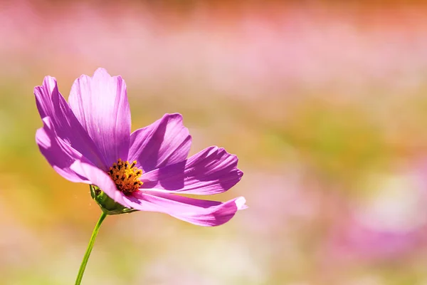 Krásný Široký Úhel Květinové Pozadí Panoramatické Květinovými Tapetami Květy Růžové — Stock fotografie