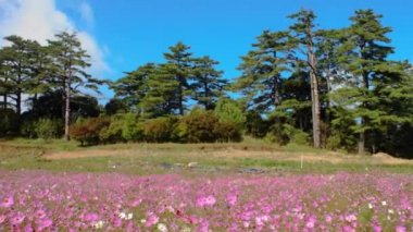 Güzel geniş açı çiçek arka plan. Pembe kasımpatı çiçekleri ile panoramik çiçek duvar kağıdı yakın çekim
