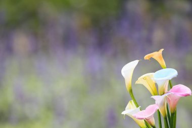 Güzel renkli Calla zambak güzel arka plan rengiyle