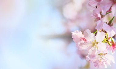 Pembe sakura yaprakları arka plan çiçek. Romantik çiçeği sakura çiçek yaprakları