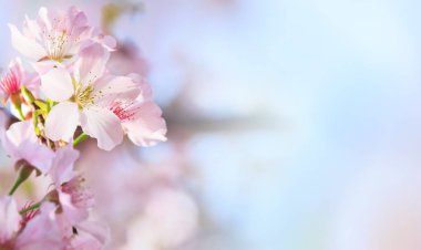Pembe sakura yaprakları arka plan çiçek. Romantik çiçeği sakura çiçek yaprakları