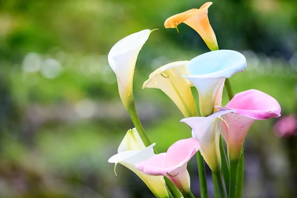 Belle Calla Lys Colorés Avec Une Belle Couleur Fond — Photo