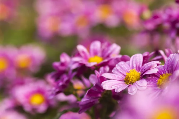 Flowers Flowers Chrysanthemum Chrysanthemum Wallpaper Chrysanthemums Autumn — Stock Photo, Image