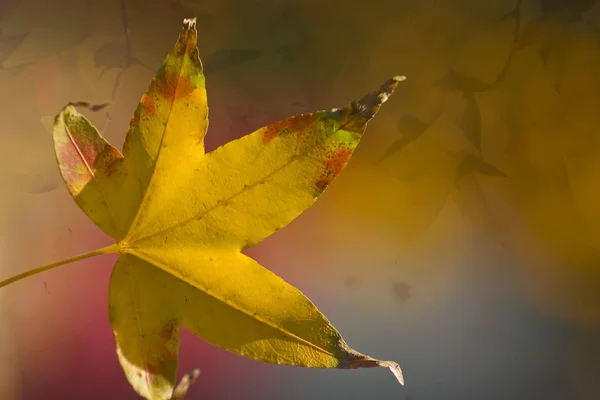 Fondo Colorido Del Arce Otoño Hojas Fondo Cerca —  Fotos de Stock