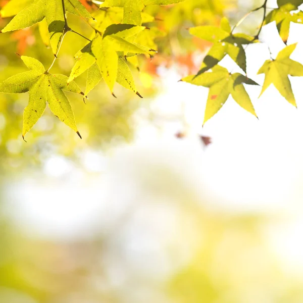 Colorful Background Autumn Maple Tree Leaves Background Close — Stock Photo, Image