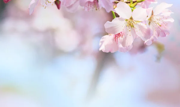 Sakura Ροζ Πέταλα Λουλούδι Φόντο Ρομαντικό Άνθος Sakura Πέταλα Λουλουδιών — Φωτογραφία Αρχείου