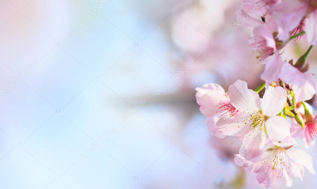 The Pink sakura petals flower background. Romantic blossom sakura flower petals