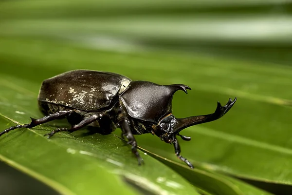 Zbliżenie Nosorożec Beetle Nosorożec Beetle Hercules Beetle Chrząszcz Jednorożca — Zdjęcie stockowe