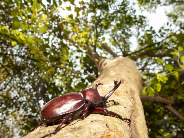 Zbliżenie Nosorożec Beetle Nosorożec Beetle Hercules Beetle Chrząszcz Jednorożca — Zdjęcie stockowe
