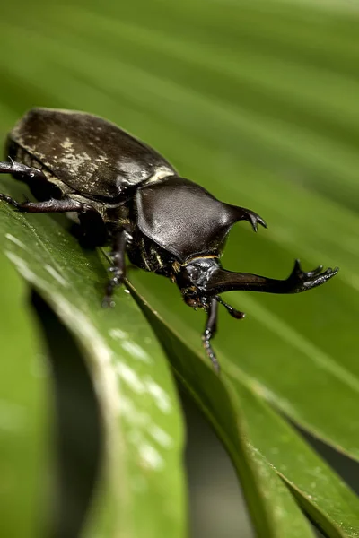 Closeup Kapucínek Nosorožec Brouka Hercules Brouka Unicorn Beetle — Stock fotografie