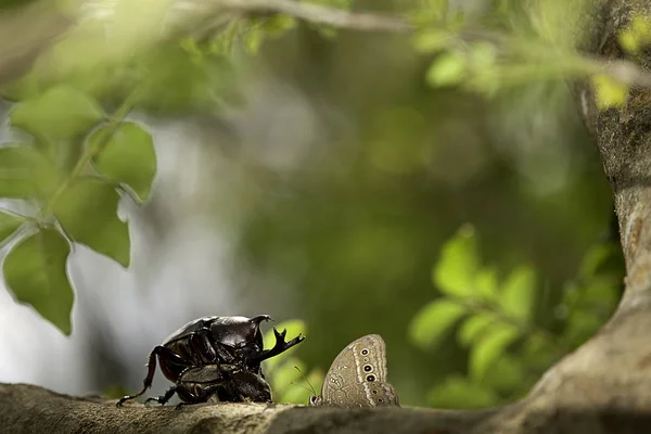 クローズ アップ カブトムシ Rhino カブトムシ ヘラクレスオオカブト ユニコーンのカブトムシ — ストック写真