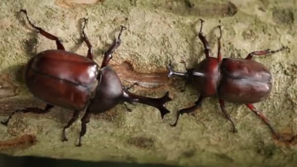 Closeup Rhinoceros Beetle Rhino Beetle Hercules Beetle Unicorn Beetle — Stock Video