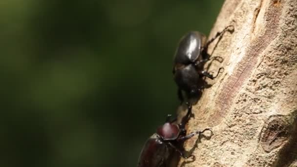 Den Närbild Rhinoceros Beetle Rhino Beetle Hercules Skalbagge Unicorn Skalbagge — Stockvideo