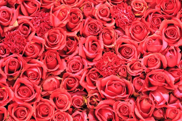 Beautiful Rose Flower Garden Flower Background — Stock Photo, Image