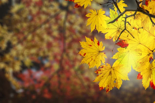 Belle Branche Aux Belles Feuilles Érable Rouges Jaunes — Photo