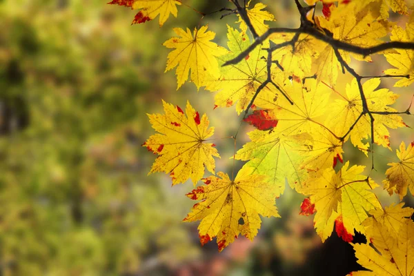 美丽的树枝 有漂亮的红色和黄色枫叶 — 图库照片