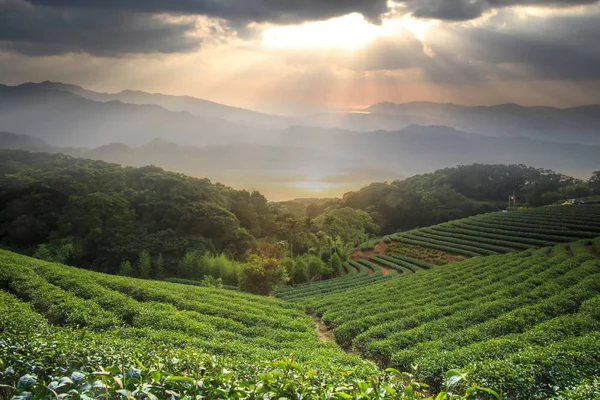 Bel Rammendato Con Bel Tramonto Tea Tree Verde — Foto Stock