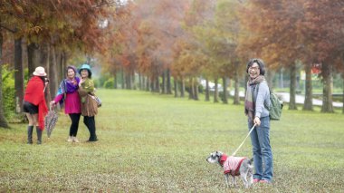 Tayvan 'daki kel selvi ağaçlarının klasik blad selvi sahnesi, Tayvan yansıması.